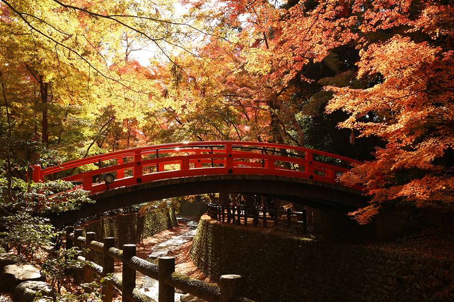 11月の見どころ